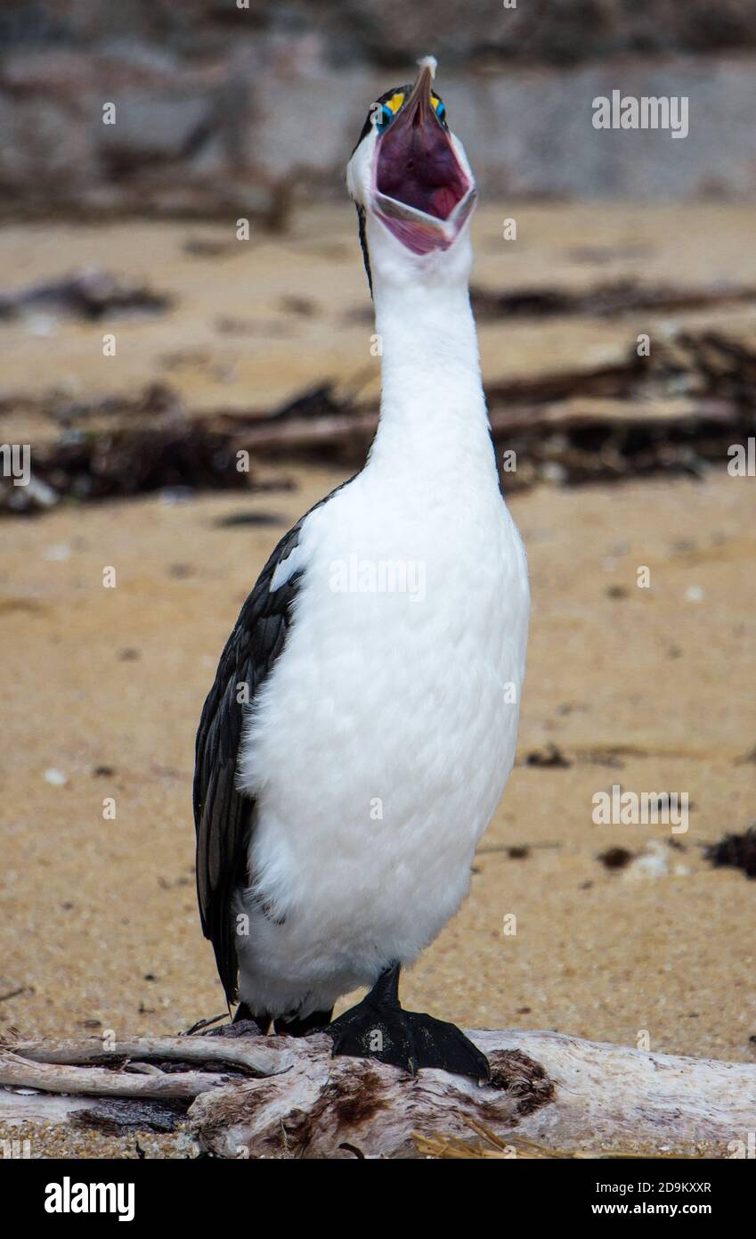 Uccello che sbadia Foto Stock