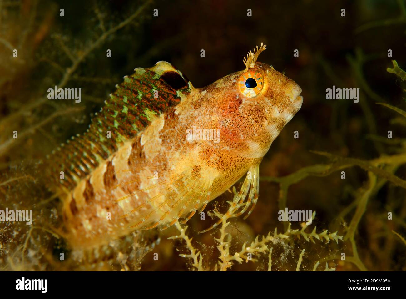 Pesce slimy cornato, Parablennius tentacularis, Tamariu, Costa Brava, Spagna, Mediterraneo Foto Stock
