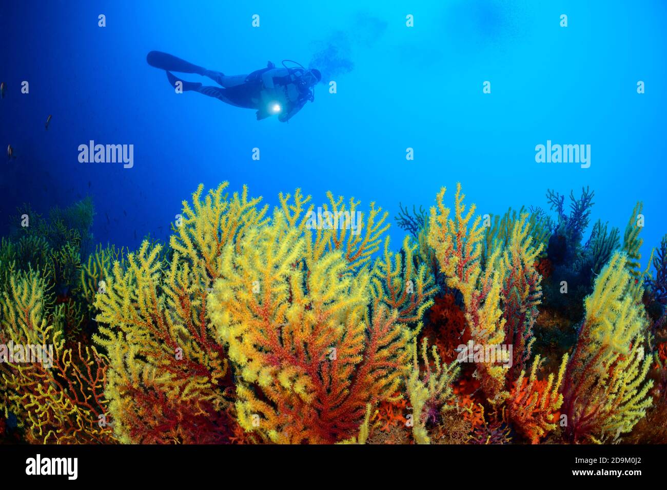 Gorgonian cambiacolore, Paramuricea clavata, e subacqueo, Tamariu, Costa Brava, Spagna, Mediterraneo Foto Stock