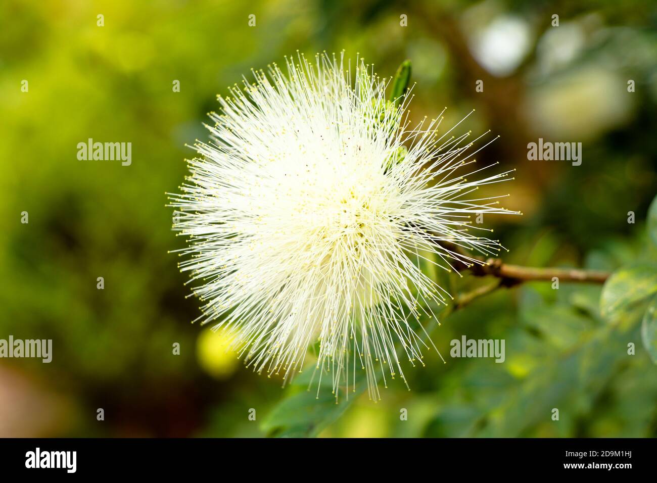 Colore bianco Calliandra ematocephala o polvere fiore di puff nella famiglia Fabaceae, fuoco selettivo Foto Stock