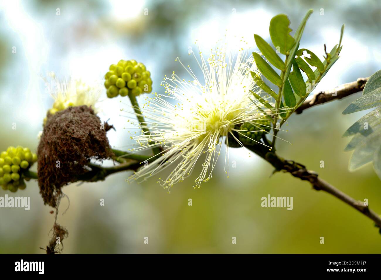 Colore bianco Calliandra ematocephala o polvere fiore di puff nella famiglia Fabaceae, fuoco selettivo Foto Stock
