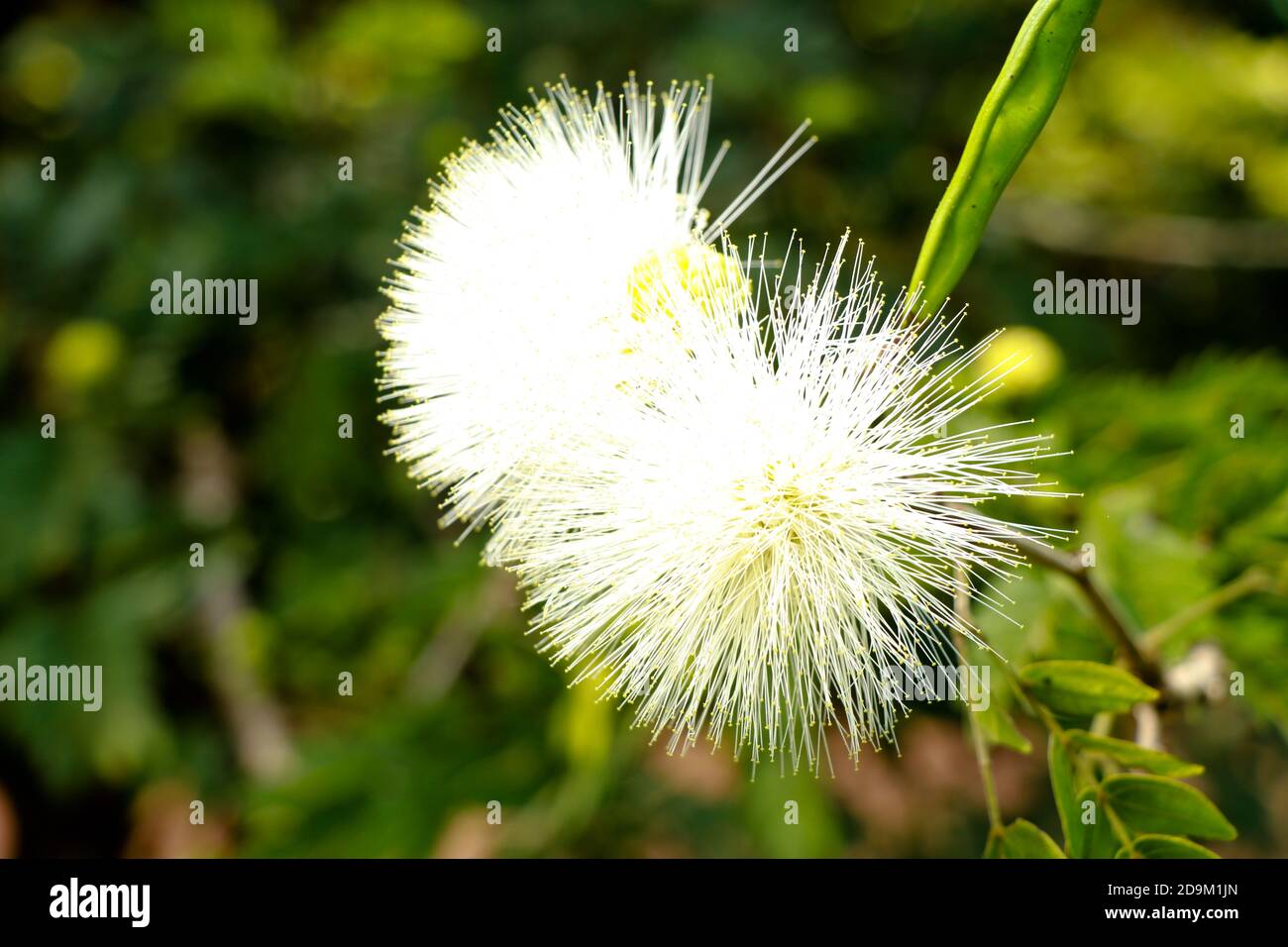 Colore bianco Calliandra ematocephala o polvere fiore di puff nella famiglia Fabaceae, fuoco selettivo Foto Stock