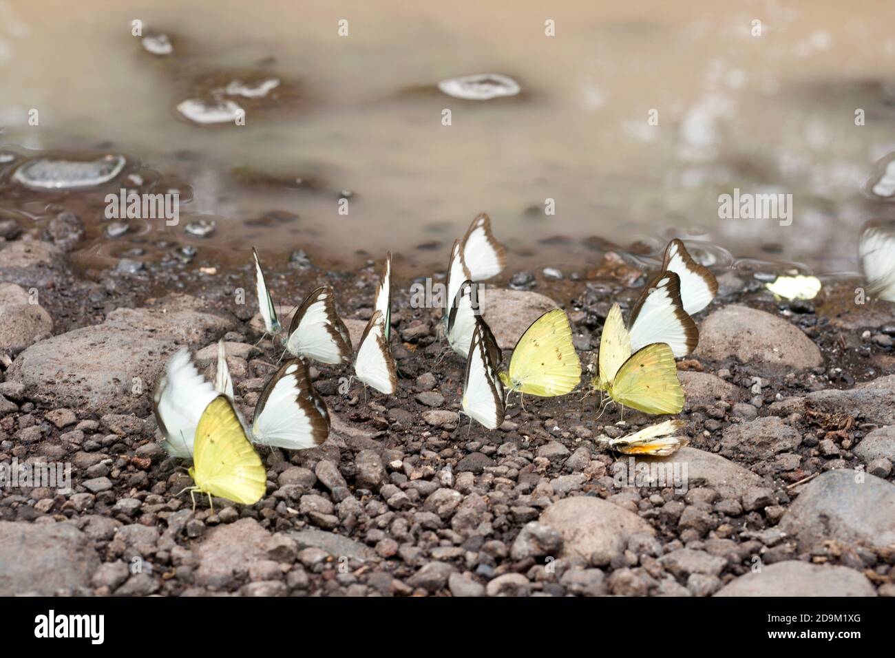 In certe stagioni, farfalle si possono facilmente trovare lungo la strada per la savana di Bekol nel Parco Nazionale di Baluran, Giava Orientale, Indonesia. Foto Stock
