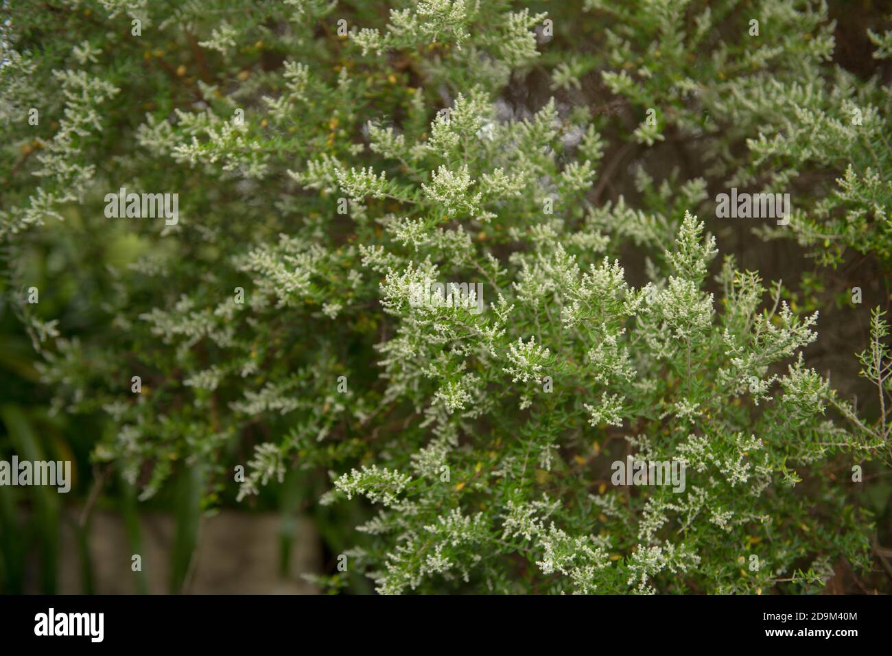 Autunno fioritura Fiori bianchi di una paniculata Phylica che cresce in un giardino sull'isola di Tresco nelle isole di Scilly, Inghilterra, Regno Unito Foto Stock