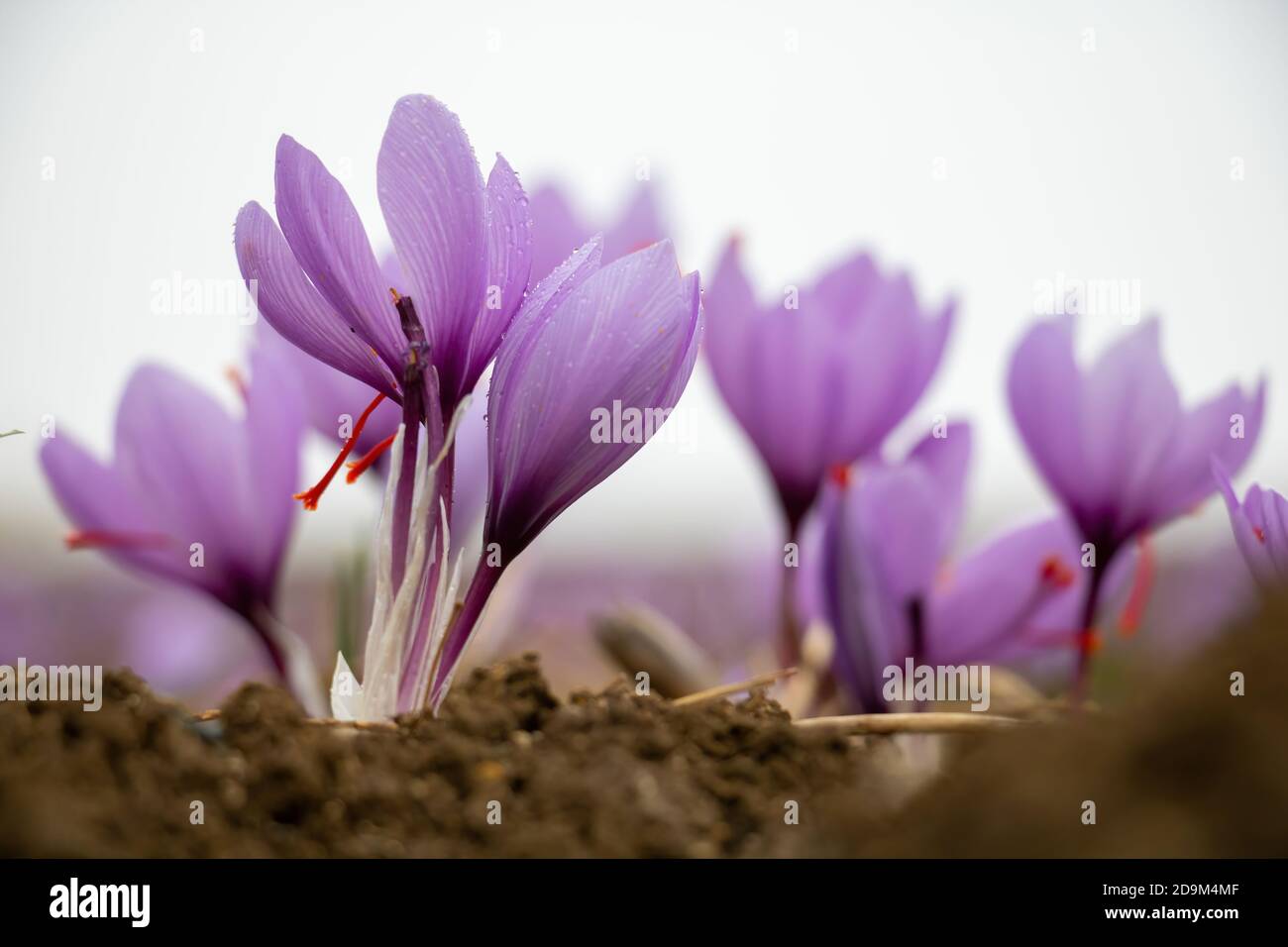 Fiori di zafferano nel campo. Crocus sativus, comunemente noto come fioritura di crocus di zafferano con rugiada mattutina, delicata pianta di petali violetti sulla terra, clos Foto Stock