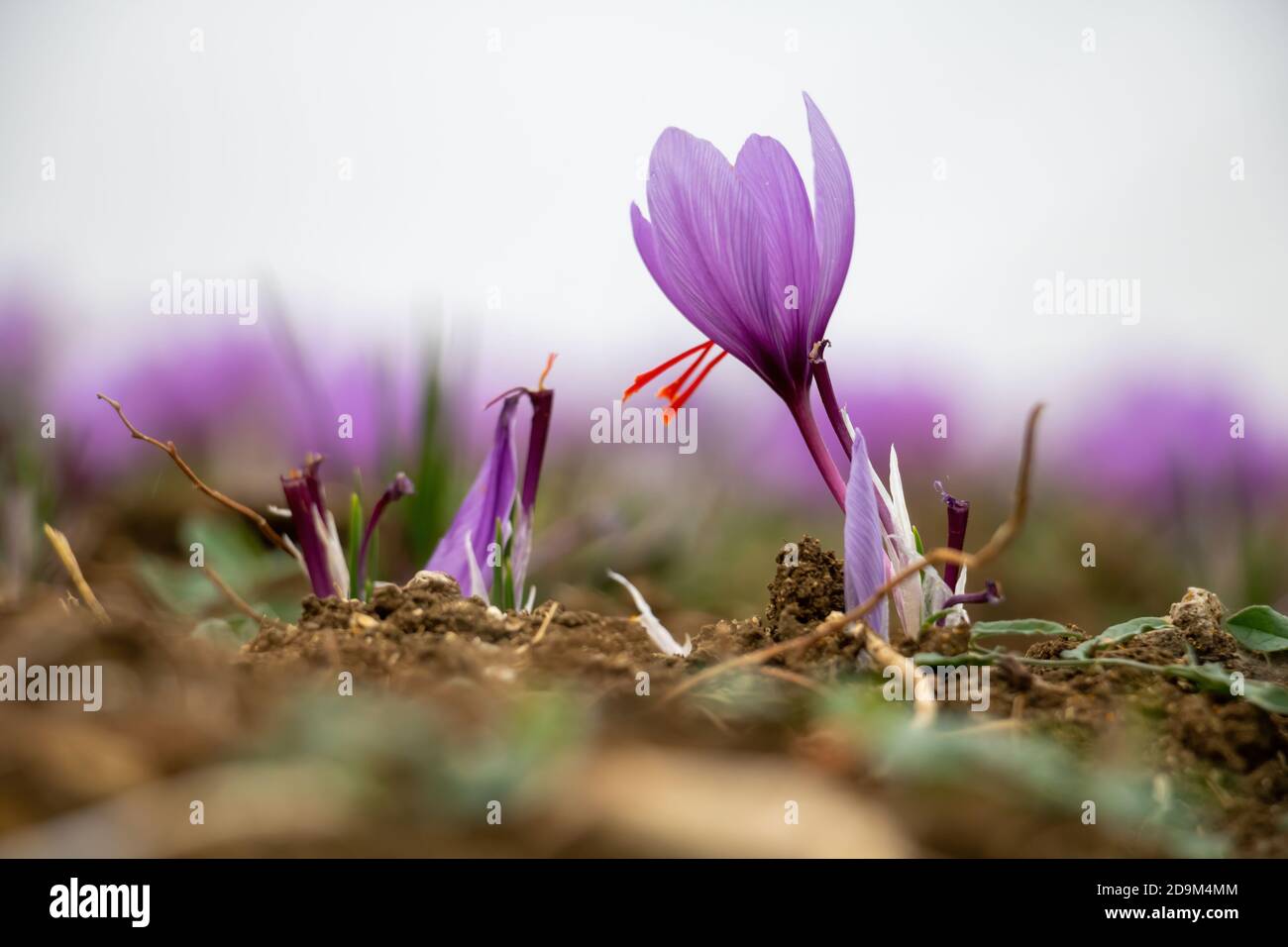 Fiori di zafferano nel campo. Crocus sativus, comunemente noto come crocus di zafferano, delicati petali violetti pianta a terra, vista closeup Foto Stock