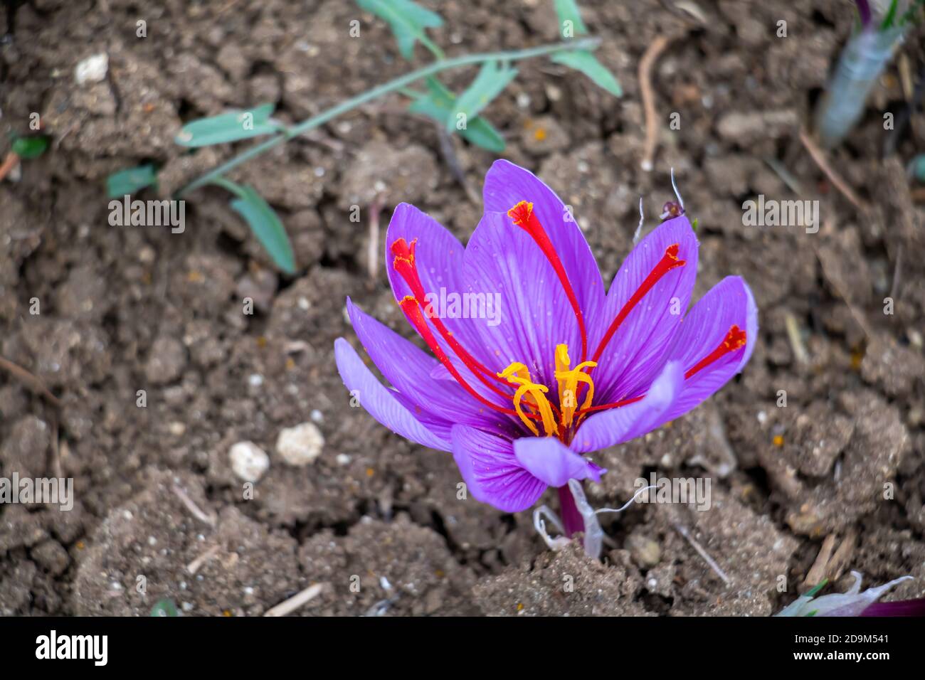 Fiore di zafferano nel campo. Crocus sativus, comunemente noto come  fioritura di crocus di zafferano con rugiada mattutina, delicato petali  violetti pianta su terra, closeu Foto stock - Alamy