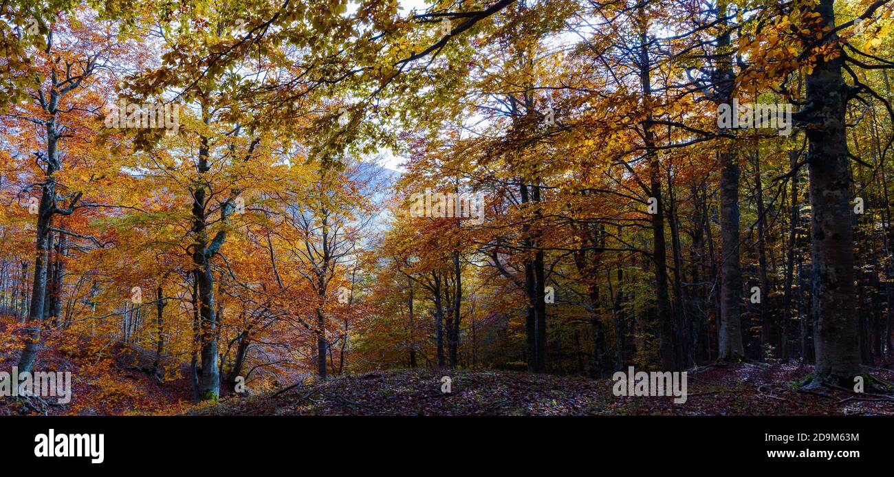 Faggeta in autunno. Alberi e foglie secche con i colori brillanti dell'autunno. Composizione di più foto per sfondo naturale. Foto Stock
