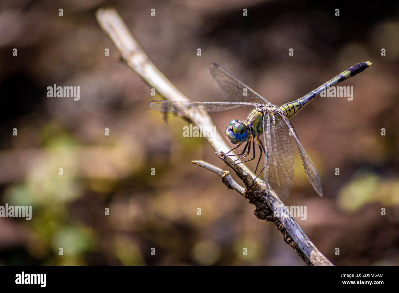 il drago dagli occhi blu vola Foto Stock