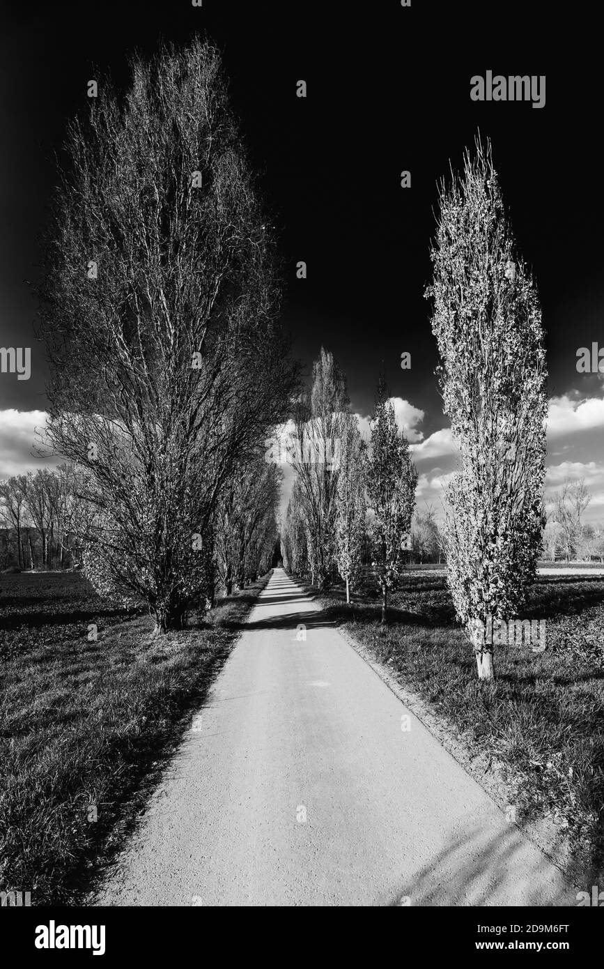 Pioppo-alle zur Angler-Klause, Ingelheim, sulla Leberts-Au, Rheinhessen, b / w, Lowkey, Foto Stock