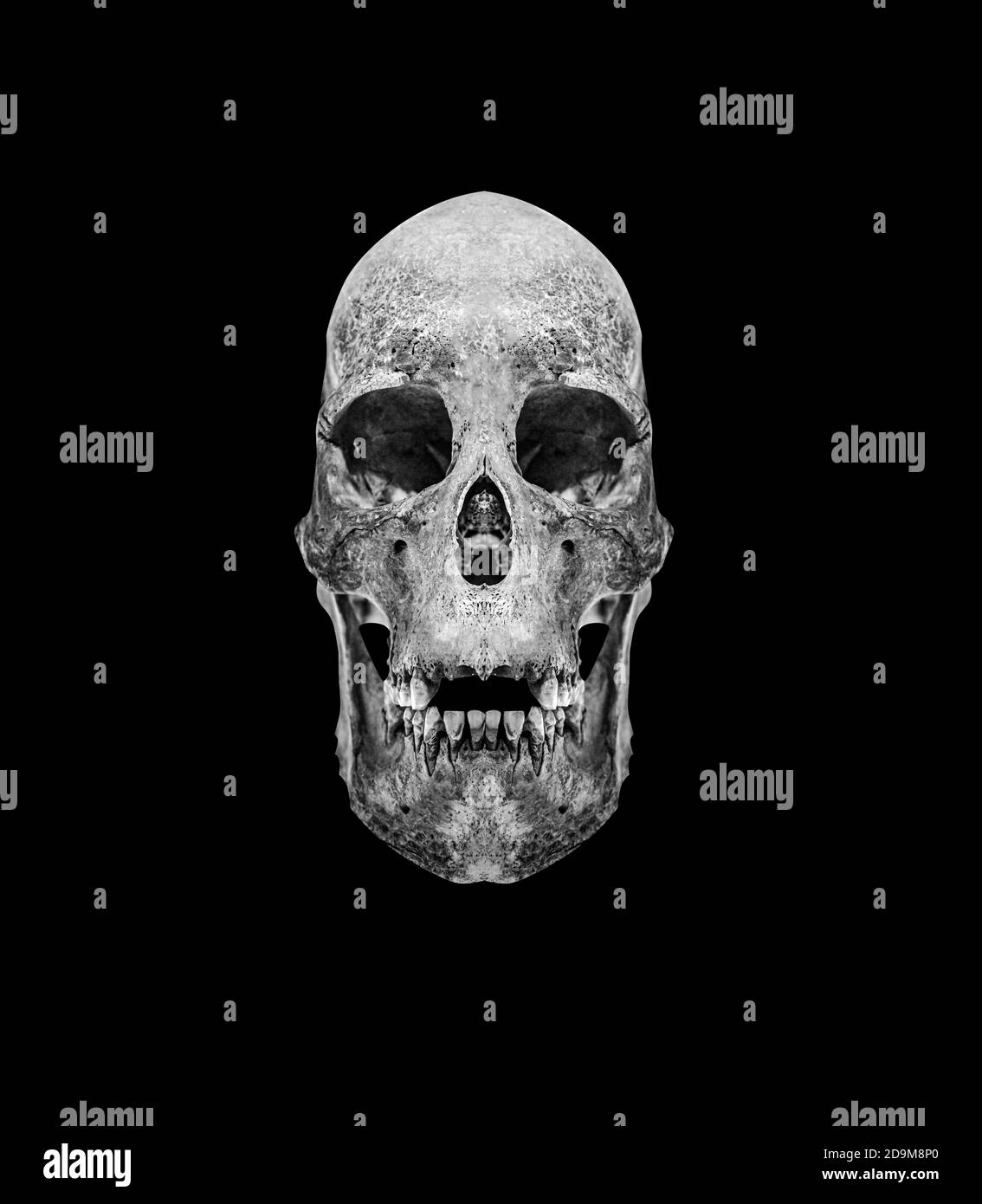 Cranio isolato su sfondo nero Foto Stock