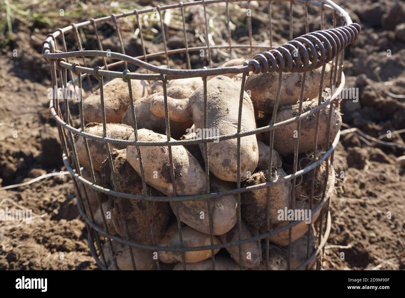 Colpo di closeup di un mucchio di patate appena raccolte un cestello in acciaio Foto Stock