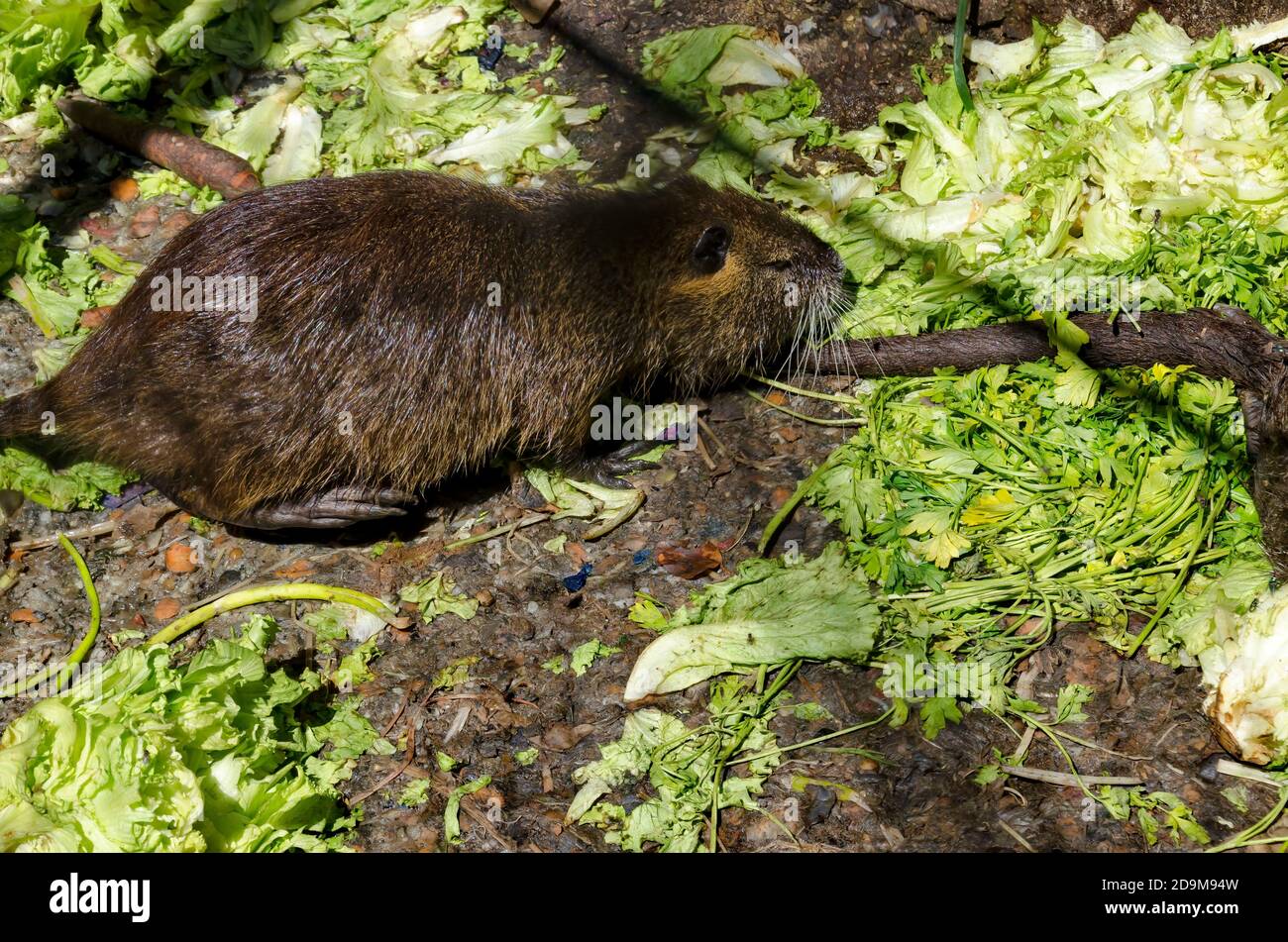 Il coypu o la nutria, grande, herbivorou, roditore semiacquatico, Sofia, Bulgaria Foto Stock