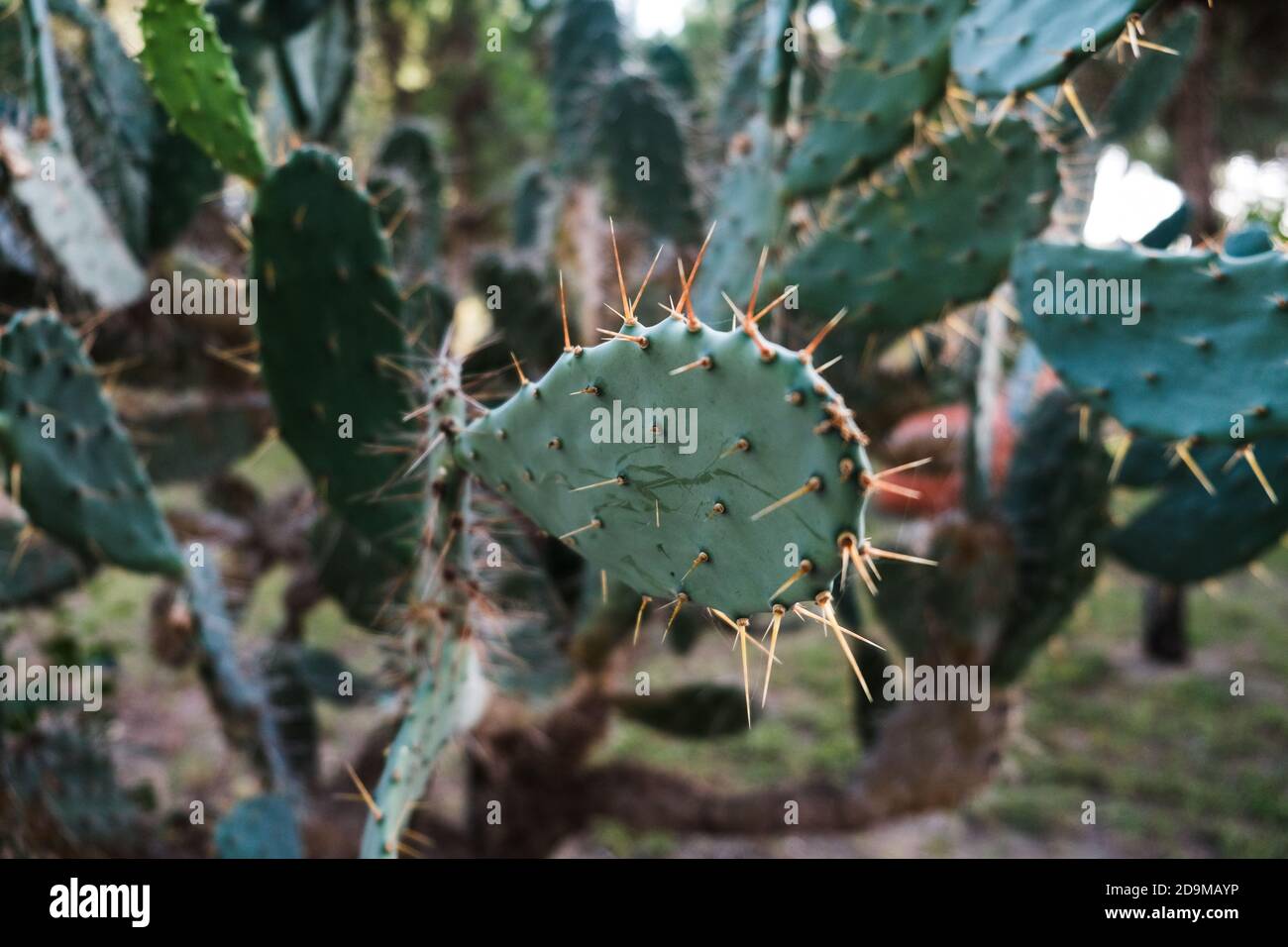 Vista closeup di foglie di cactus verdi con spine affilate. Campo cieca di cactus di pera di prickly. Splendido sfondo tropicale. Cactus naturali in crescita all'aperto Foto Stock