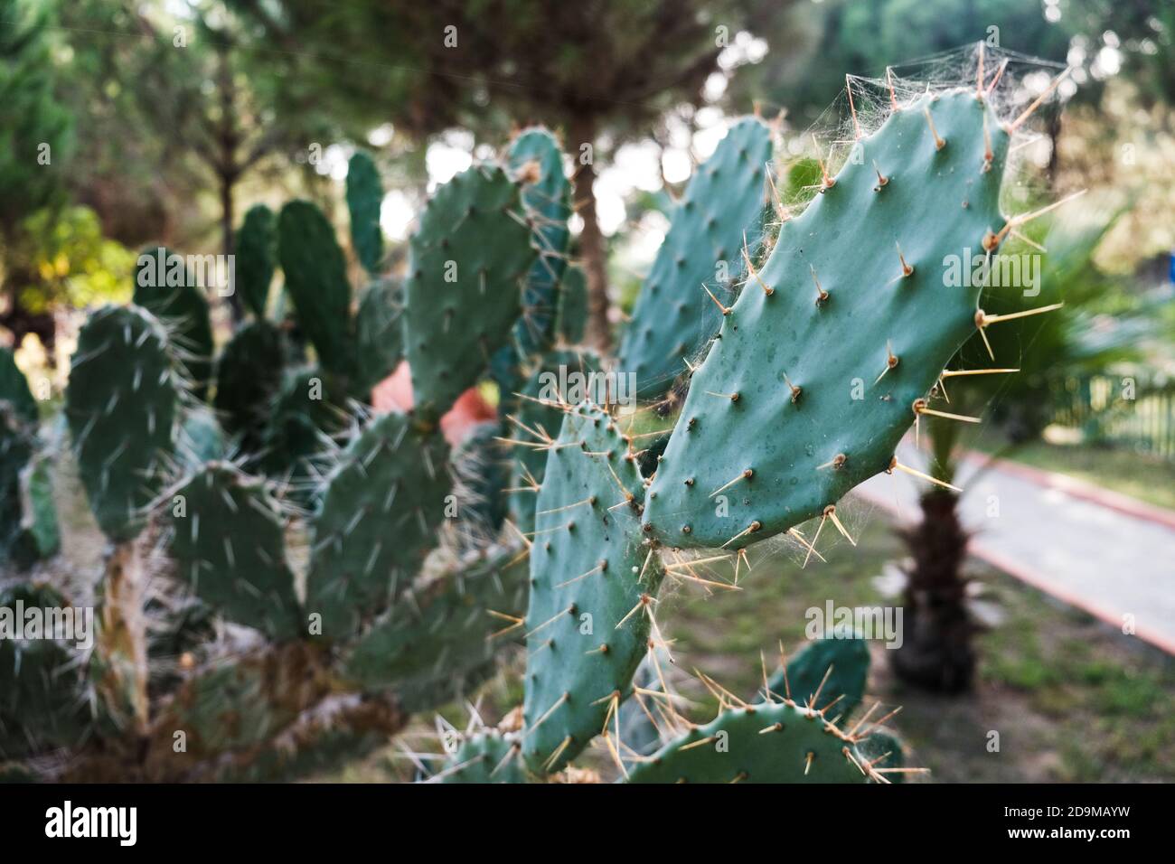 Campo cieca di cactus di pera di prickly. Vista closeup di foglie di cactus verdi con spine affilate. Splendido sfondo tropicale. Cactus naturali in crescita all'aperto Foto Stock
