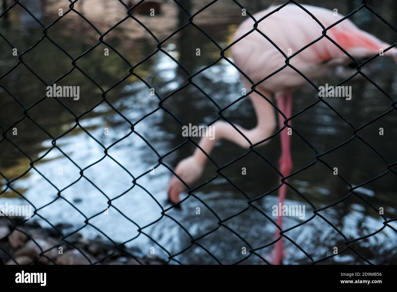 Flamingo in piedi su una gamba vicino a uno stagno o lago in estate. Animali selvatici in cattività. Il fenicottero rosa teneva prigioniero dietro una recinzione metallica. Foto Stock