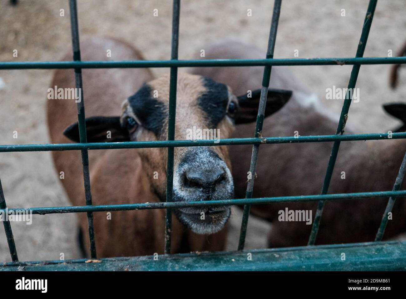 Carino guardando capra o pecora in una gabbia chiedendo cibo. Animale prigioniero in gabbia tenuto prigioniero in uno zoo o in una fattoria. Capra domestica marrone giovane chiusa Foto Stock