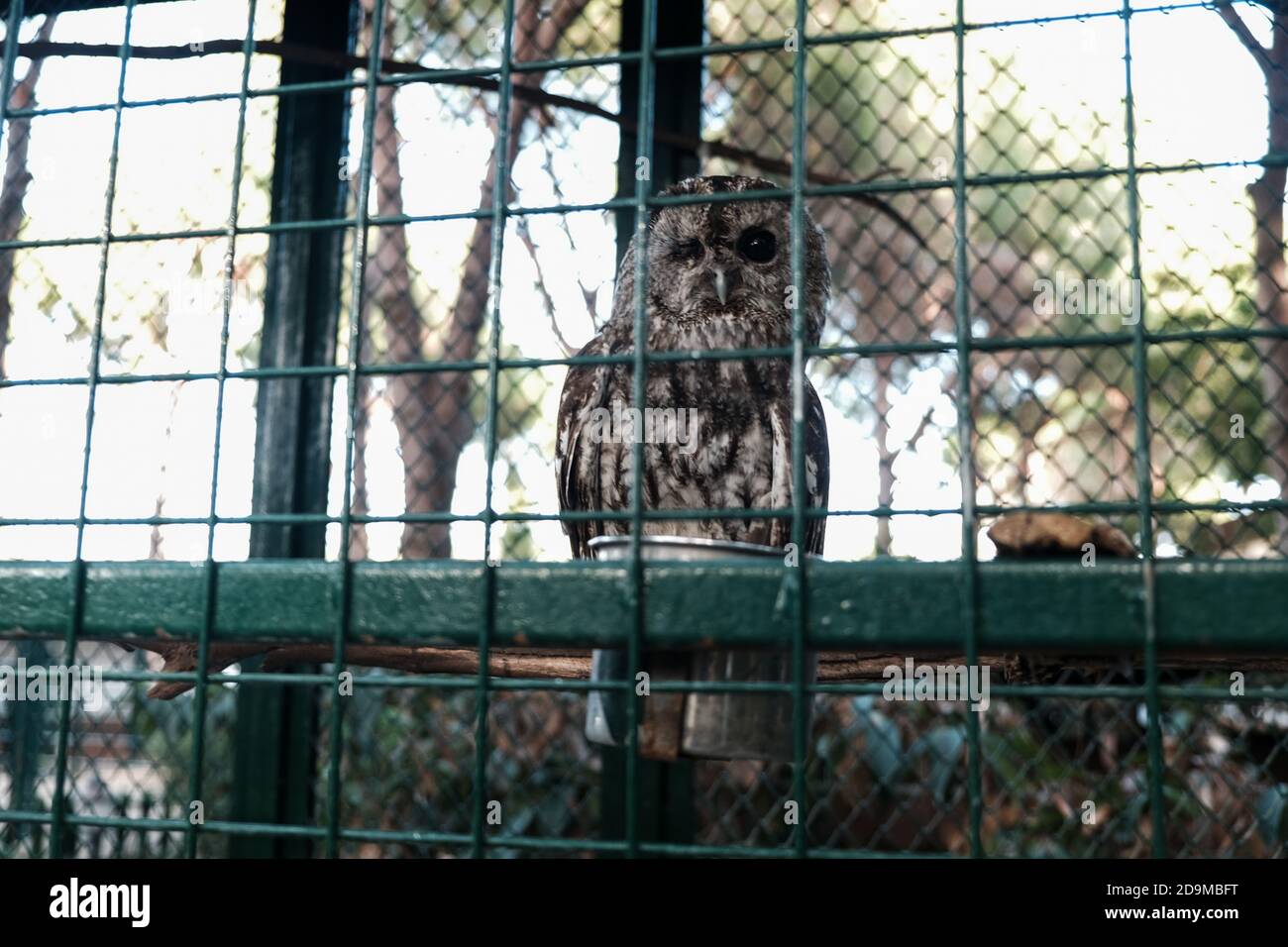 Gufo sonnolento durante il giorno con un occhio chiuso. Animale selvaggio tenuto prigioniero, sbirciando ai turisti in uno zoo da dietro bar di metallo. Gufo che dormiva seduto in gabbia Foto Stock
