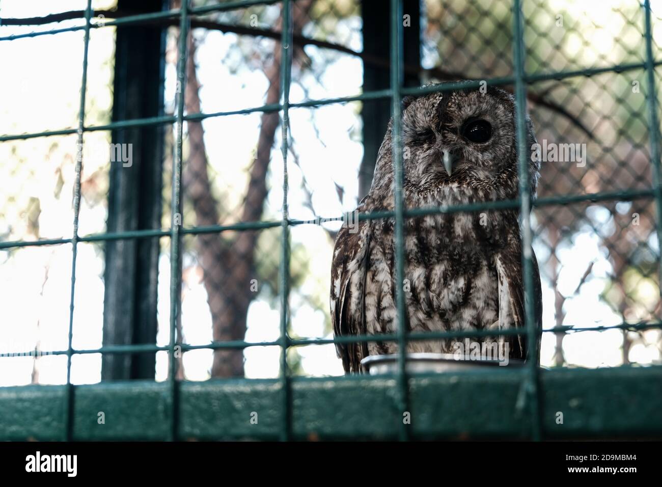 Gufo che dorme nella luce del giorno con un occhio aperto. Animale selvaggio tenuto prigioniero, sbirciando ai turisti in uno zoo da dietro bar di metallo. Gufo addormentato si siede in gabbia Foto Stock