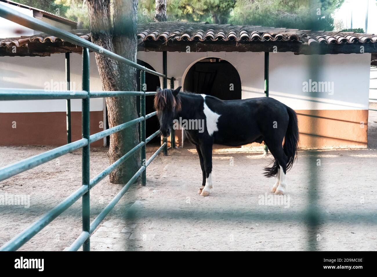 Triste cavallo nero bloccato in un fienile. Guardando da dietro le barre, circondato da una griglia metallica. Schiavitù animale addomesticata in villaggio rurale. Splendido stallone Foto Stock