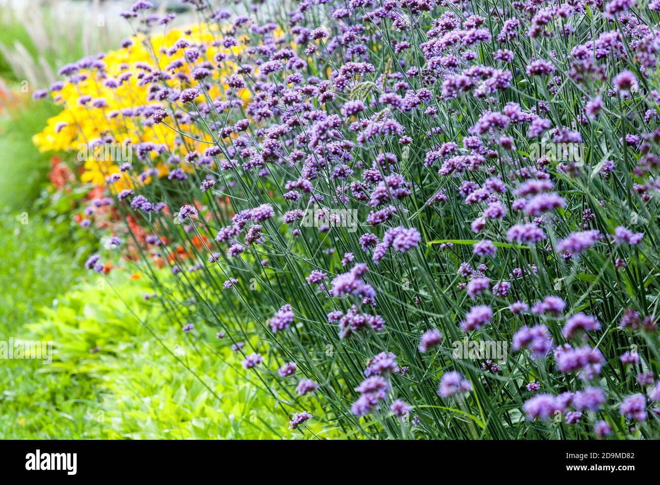 Verbena bonariensis in aiuole Foto Stock