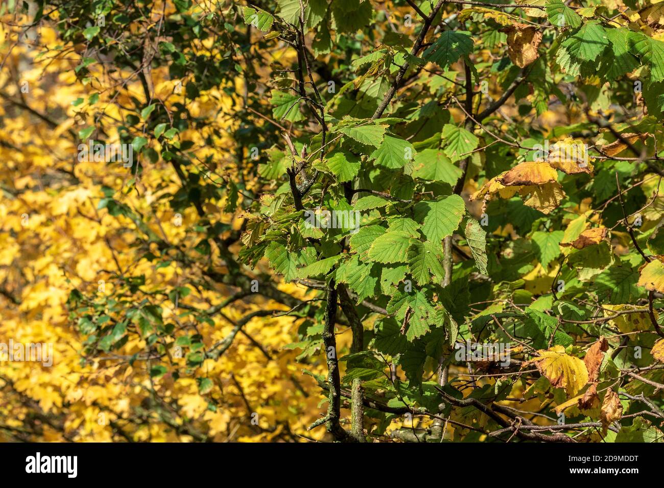 Oro e foglie verdi d'autunno cambiano colore. Foto Stock