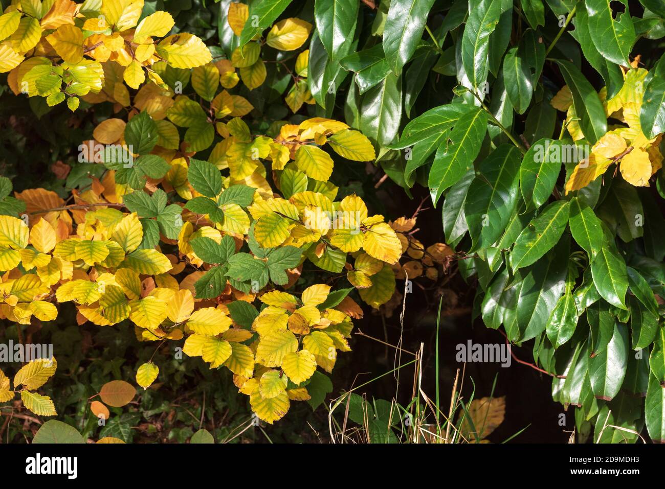 Oro e foglie verdi d'autunno cambiano colore. Foglie di faggio ingiallenti e foglie di alloro sempreverdi. Foto Stock