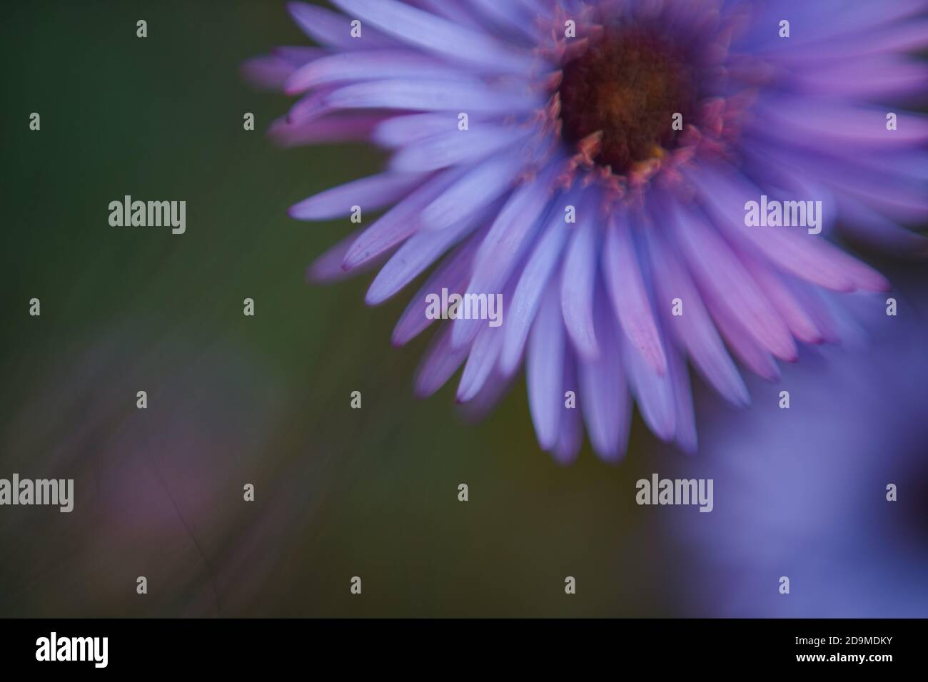 Astratto viola fiore freelens sfondo Foto Stock