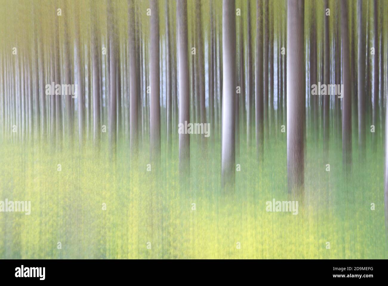 Fotografia artistica di una foresta di pioppo nel Parco Naturale di Villafafila. Zamora Foto Stock