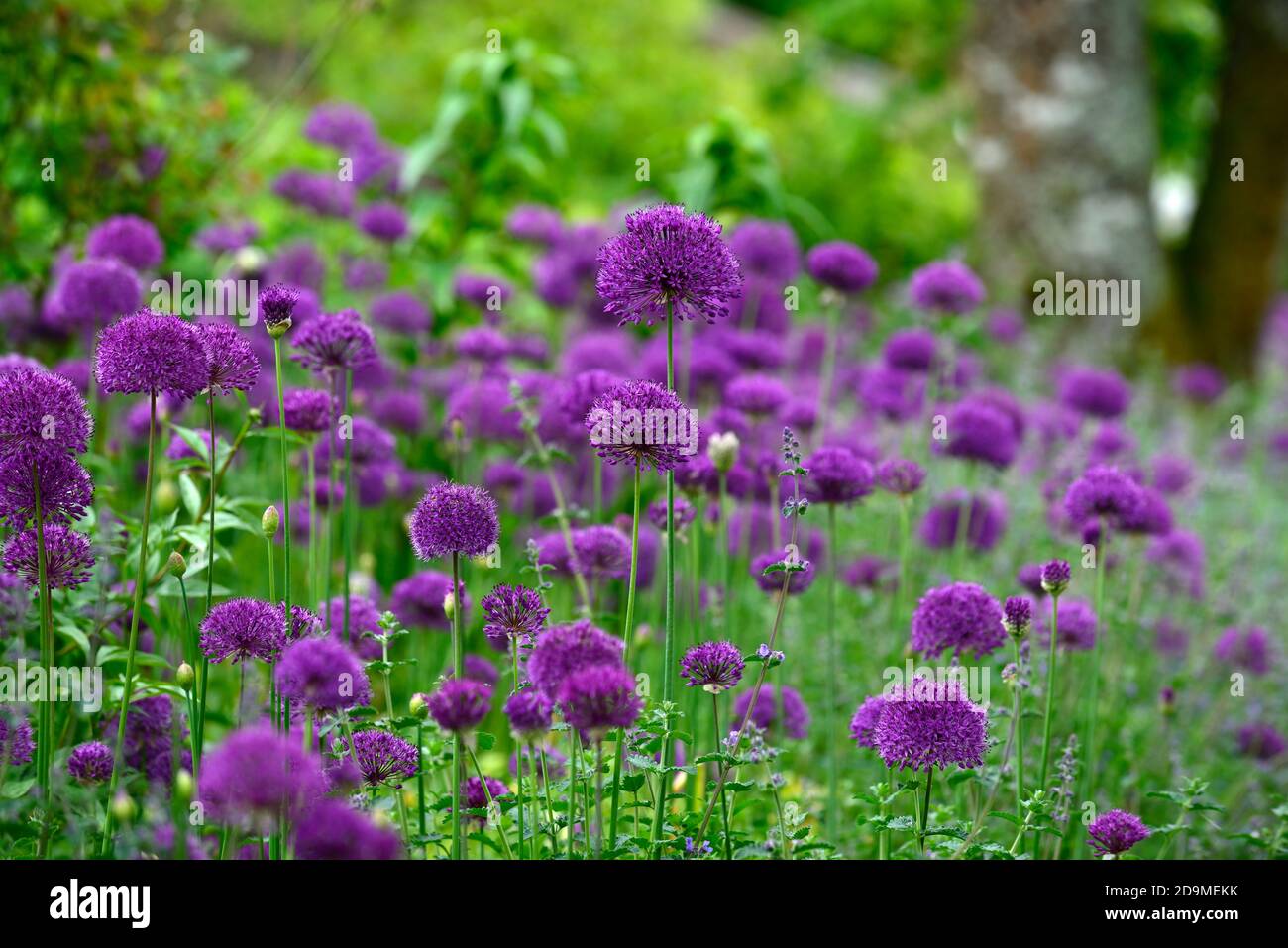 Sensazione viola Allium, fiori viola, fiori, fiori, fioritura, cipolla ornamentale, allumi, RM Floral Foto Stock
