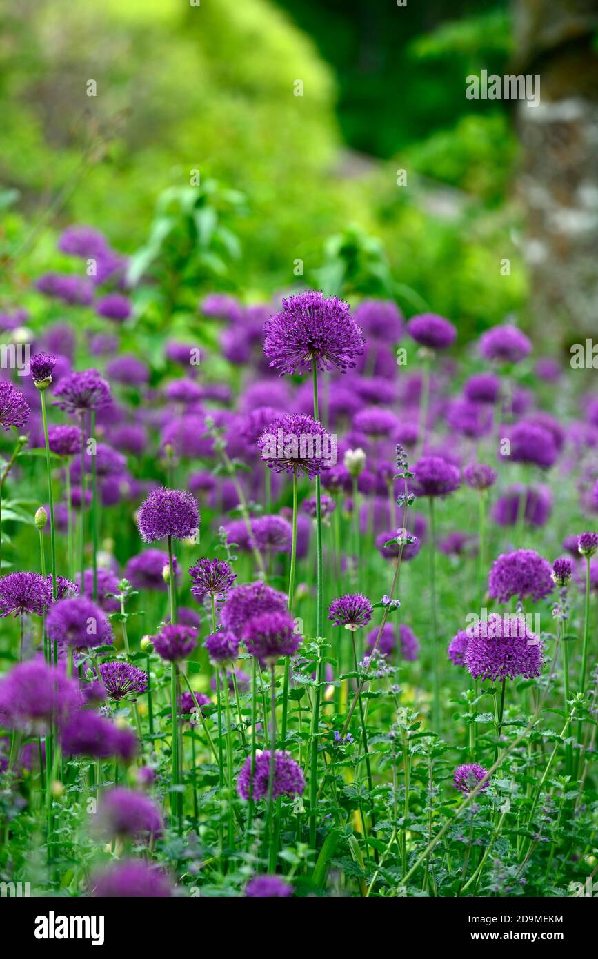 Sensazione viola Allium, fiori viola, fiori, fiori, fioritura, cipolla ornamentale, allumi, RM Floral Foto Stock