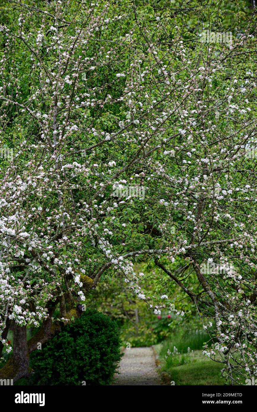 fiori di mela, fiori di mela, fiori di malus, fiori, fiori, primavera, albero, alberi, percorso, percorso, copertura, coperto, fiori bianchi, RM Floral Foto Stock