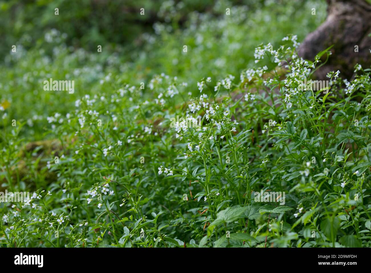 Bitteres Schaumkraut, Bitter-Schaumkraut, Falsche Brunnenkresse, Bitter-Schaumkraut, Bitterkresse, Wildkresse, Wild-Kresse, Wilde Kresse, Kressen-Sha Foto Stock