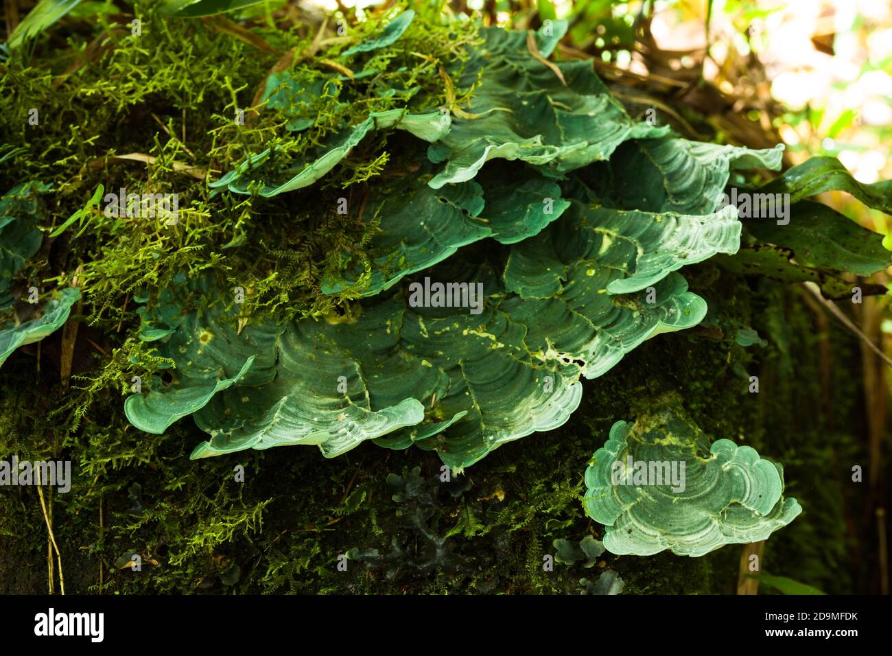 I funghi di grande scaffale o i funghi di polipo crescono nella muschio su un tronco di albero decadente nella foresta pluviale umida del Costa Rica. Foto Stock