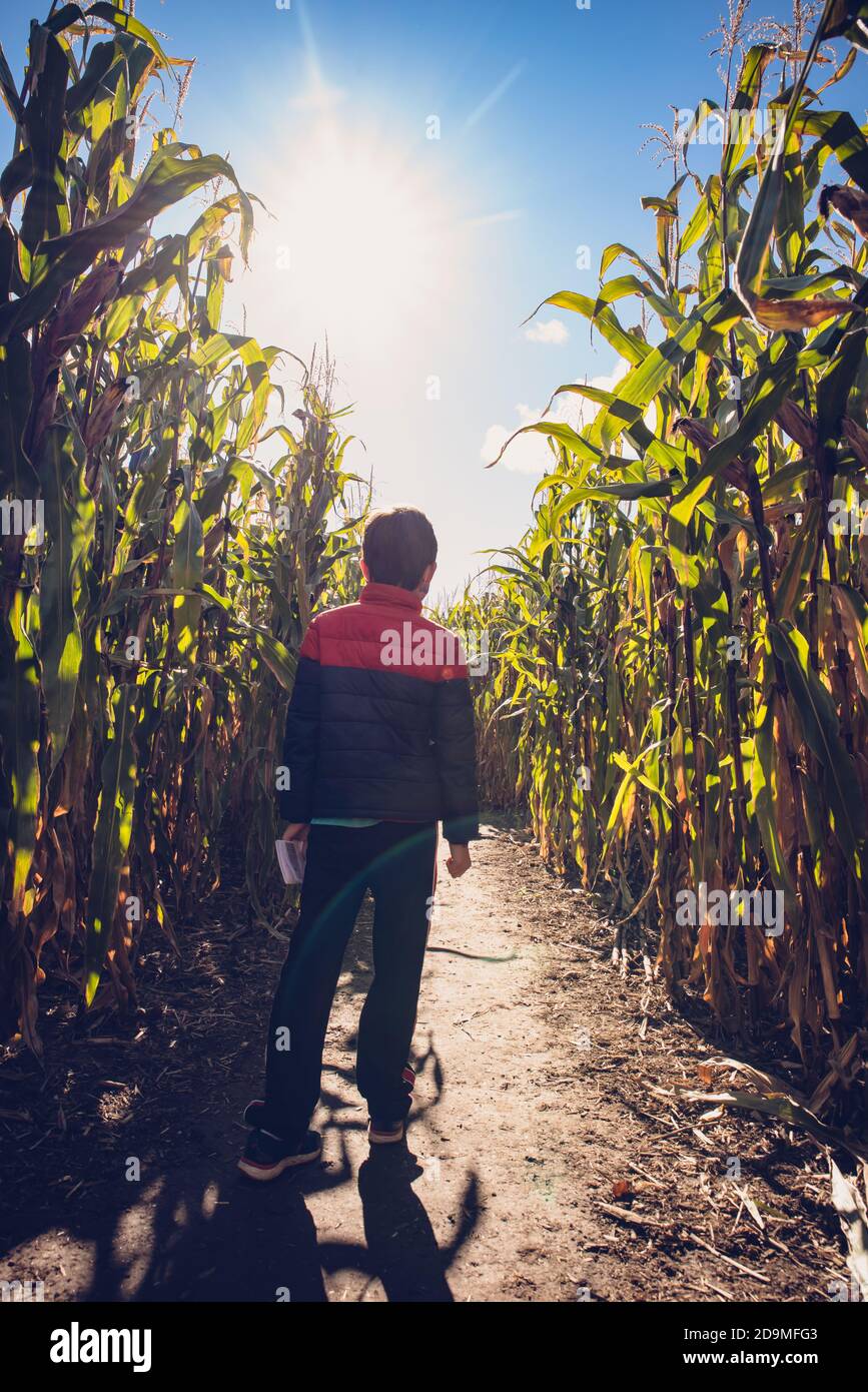 Ragazzo giovane che cammina attraverso un labirinto di mais in una giornata di sole autunno. Foto Stock