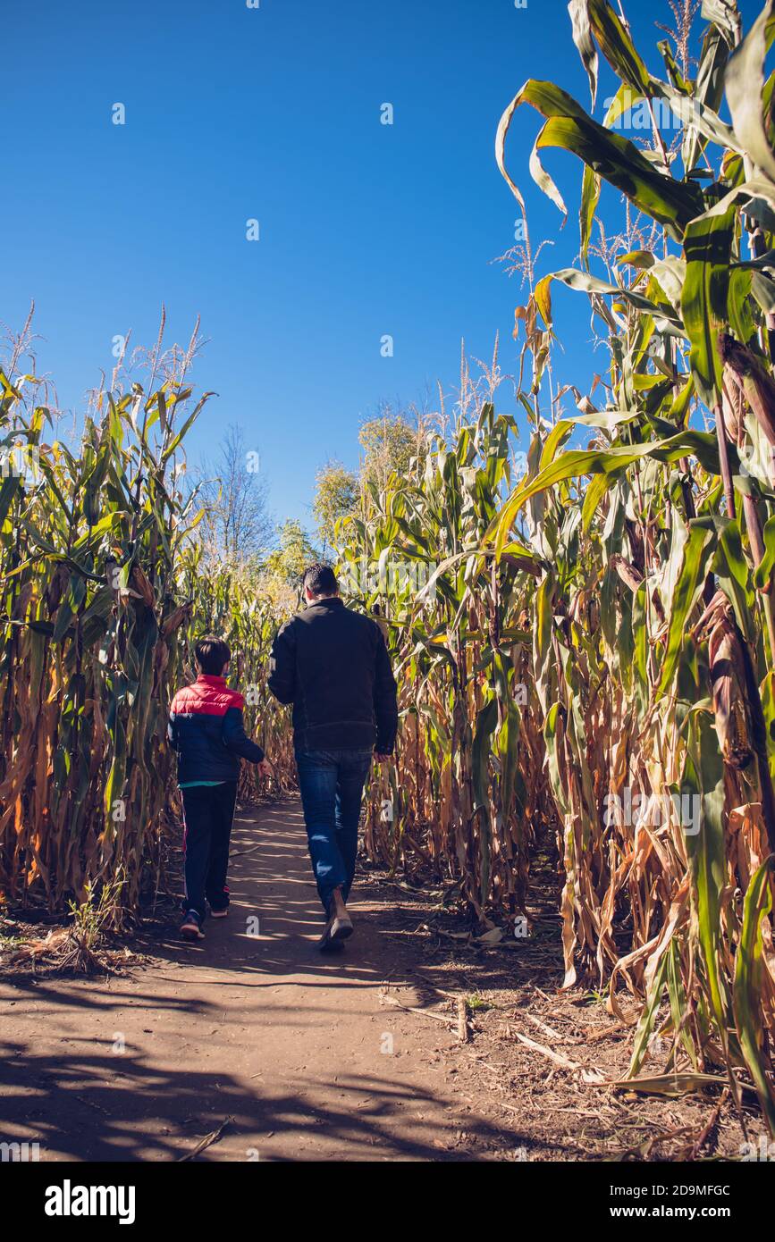 Padre e figlio camminano insieme attraverso un labirinto di mais in una giornata di sole. Foto Stock