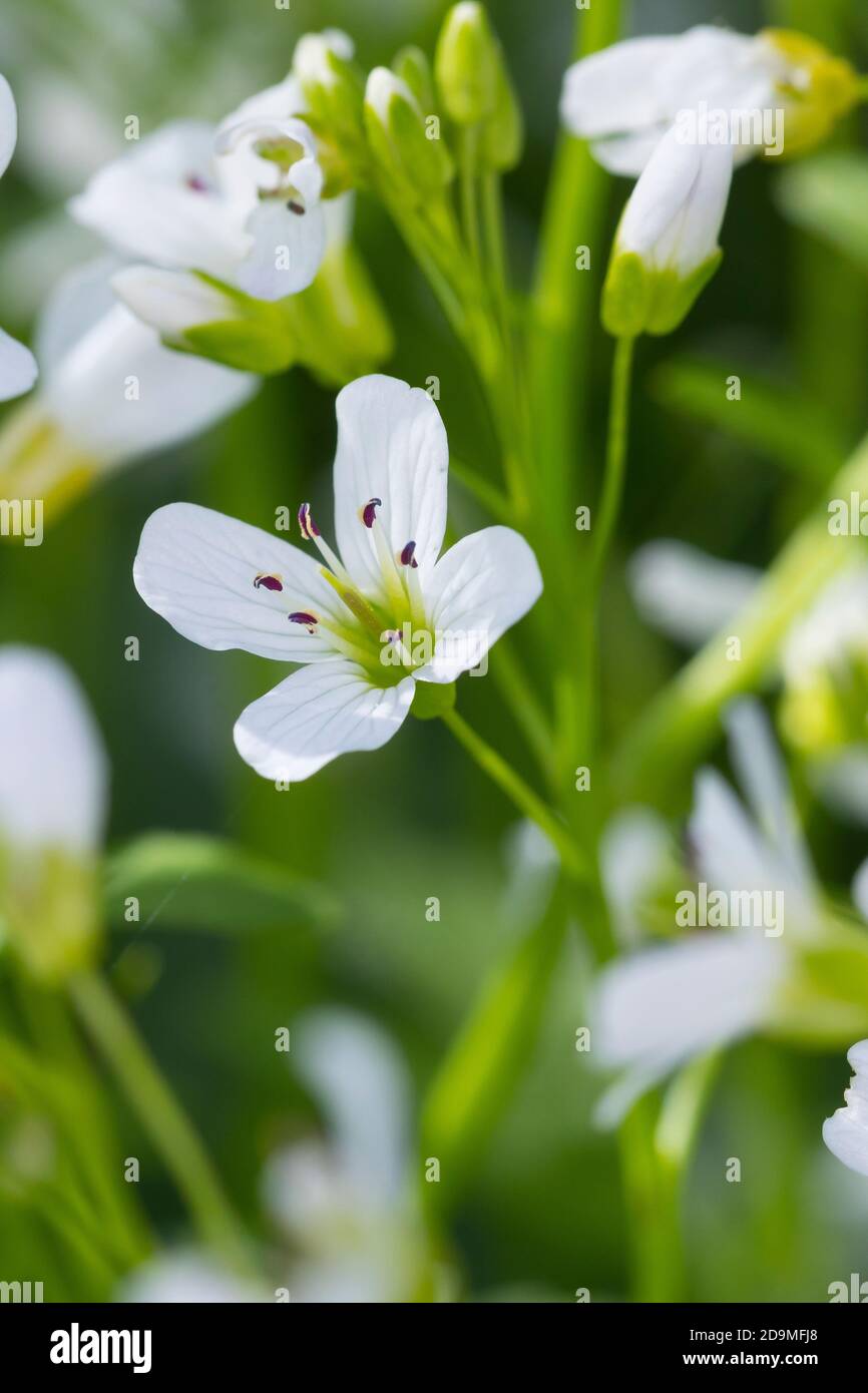 Bitteres Schaumkraut, Bitter-Schaumkraut, Falsche Brunnenkresse, Bitter-Schaumkraut, Bitterkresse, Wildkresse, Wild-Kresse, Wilde Kresse, Kressen-Sha Foto Stock