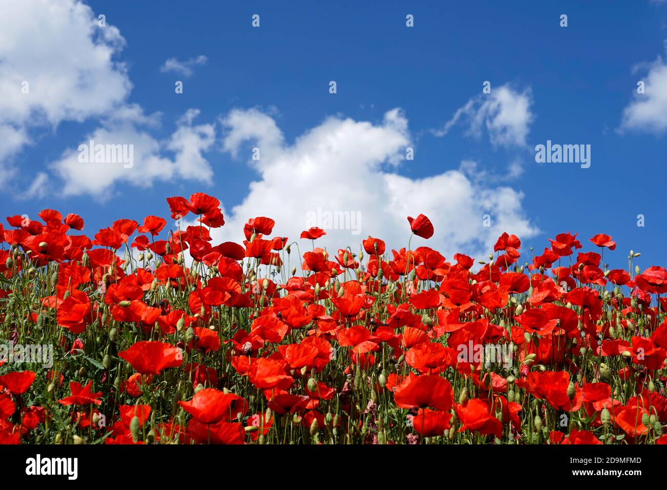 Germania, Baviera, alta Baviera, distretto di Altötting, papaveri, mais, Papaver rhoeas, bordo campo Foto Stock