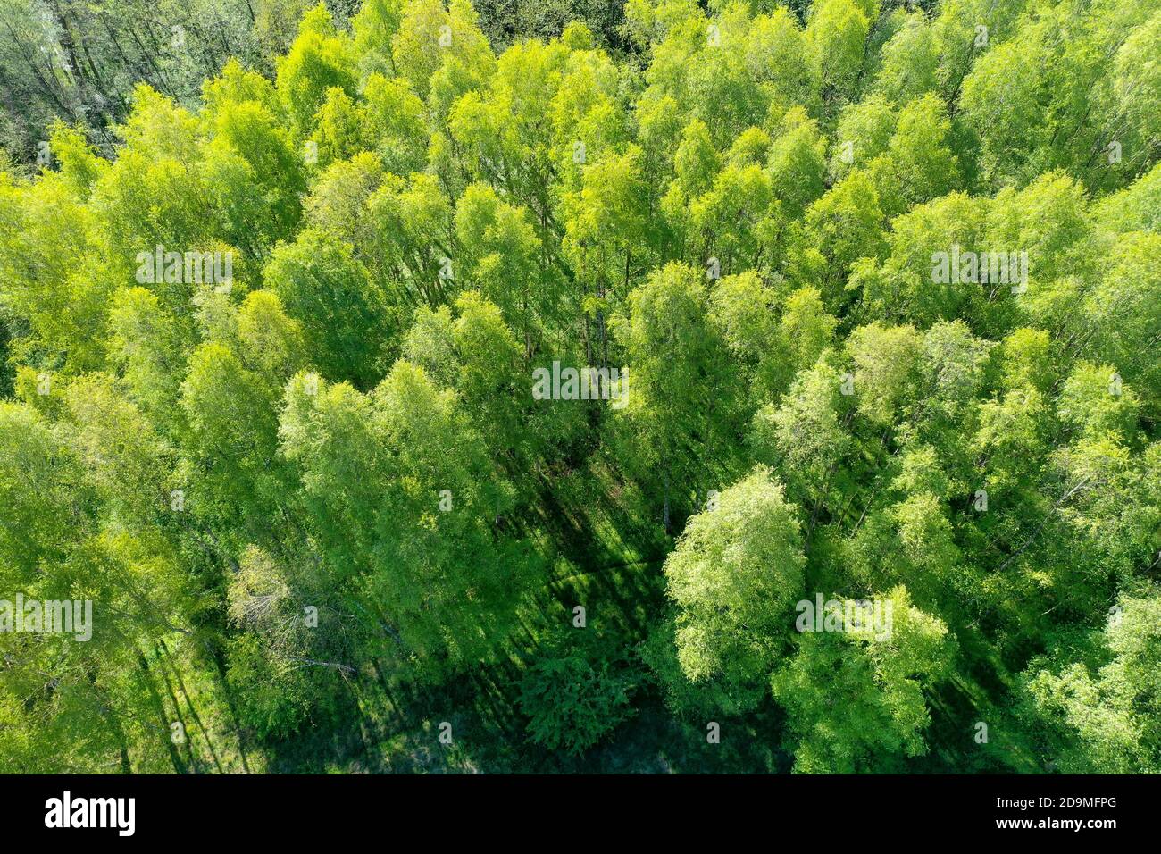 Birkenwald, Wald von oben, Luftaufnahme, Laubwald, legno, foresta, Germania, Norddeutschland, Schleswig-Holstein, Germania. Birken-Wald, Hänge-Birke, Foto Stock