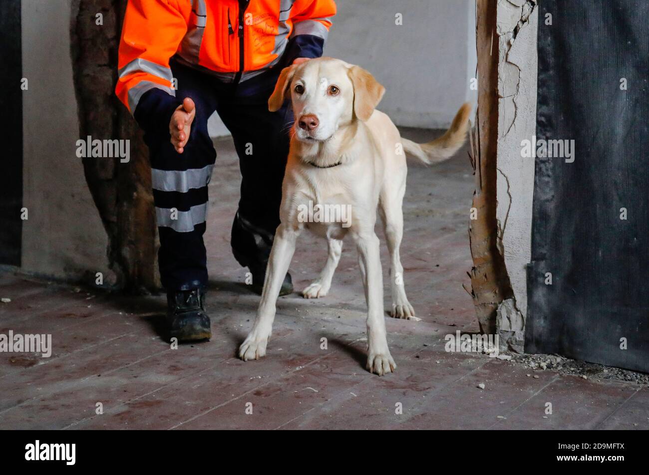 Addestramento del cane di salvataggio, in case vuote i cani di rilevamento pratica la ricerca di feriti, Herne, Nord Reno-Westfalia, Germania Foto Stock Addestramento del cane di salvataggio, in case vuote i cani di rilevamento pratica la ricerca di feriti, Herne, Nord Reno-Westfalia, Germania Foto Stock