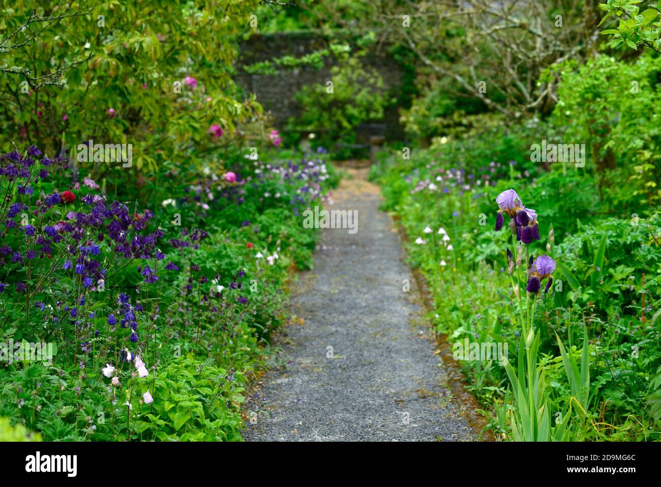 iris,Bearded Iris,Iris germanica,German Iris,Viola lilla Rust colorato,colorato, Rhizomatous,Aquilegia vulgaris,colori misti,colori misti,rosa,bianco, Foto Stock