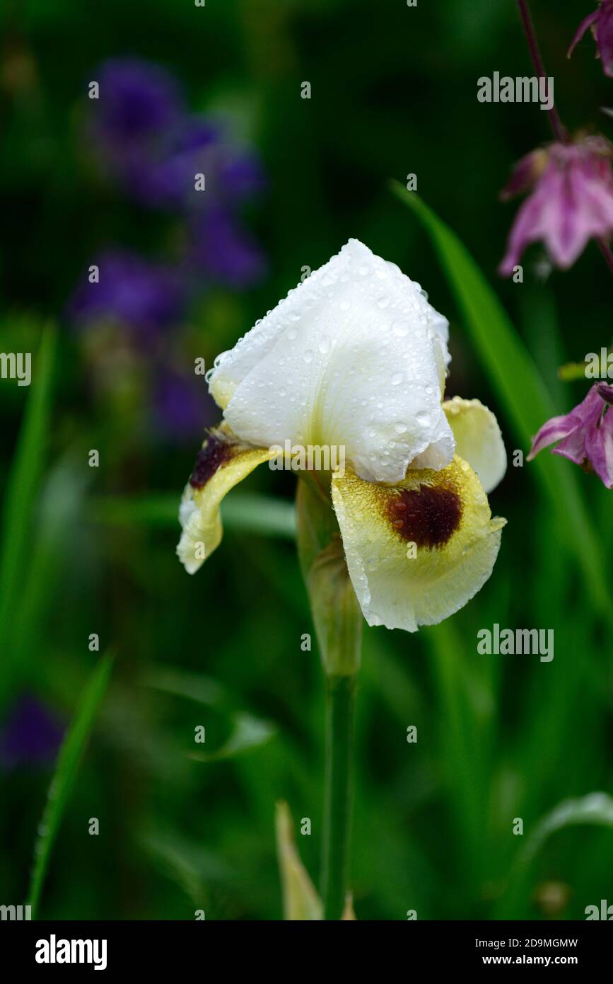 Arilbred Iris,Iris Spirit of Caleb,Standard bianchi, Midrib chartreuse giallo; chartreuse giallo cade con bordo bianco distinto, segnali marroni, iris hyb Foto Stock