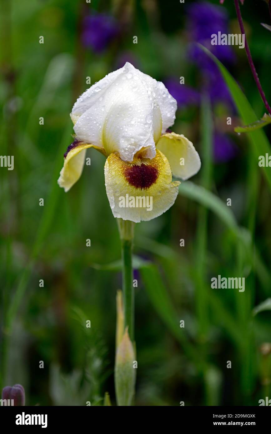 Arilbred Iris,Iris Spirit of Caleb,Standard bianchi, Midrib chartreuse giallo; chartreuse giallo cade con bordo bianco distinto, segnali marroni, iris hyb Foto Stock