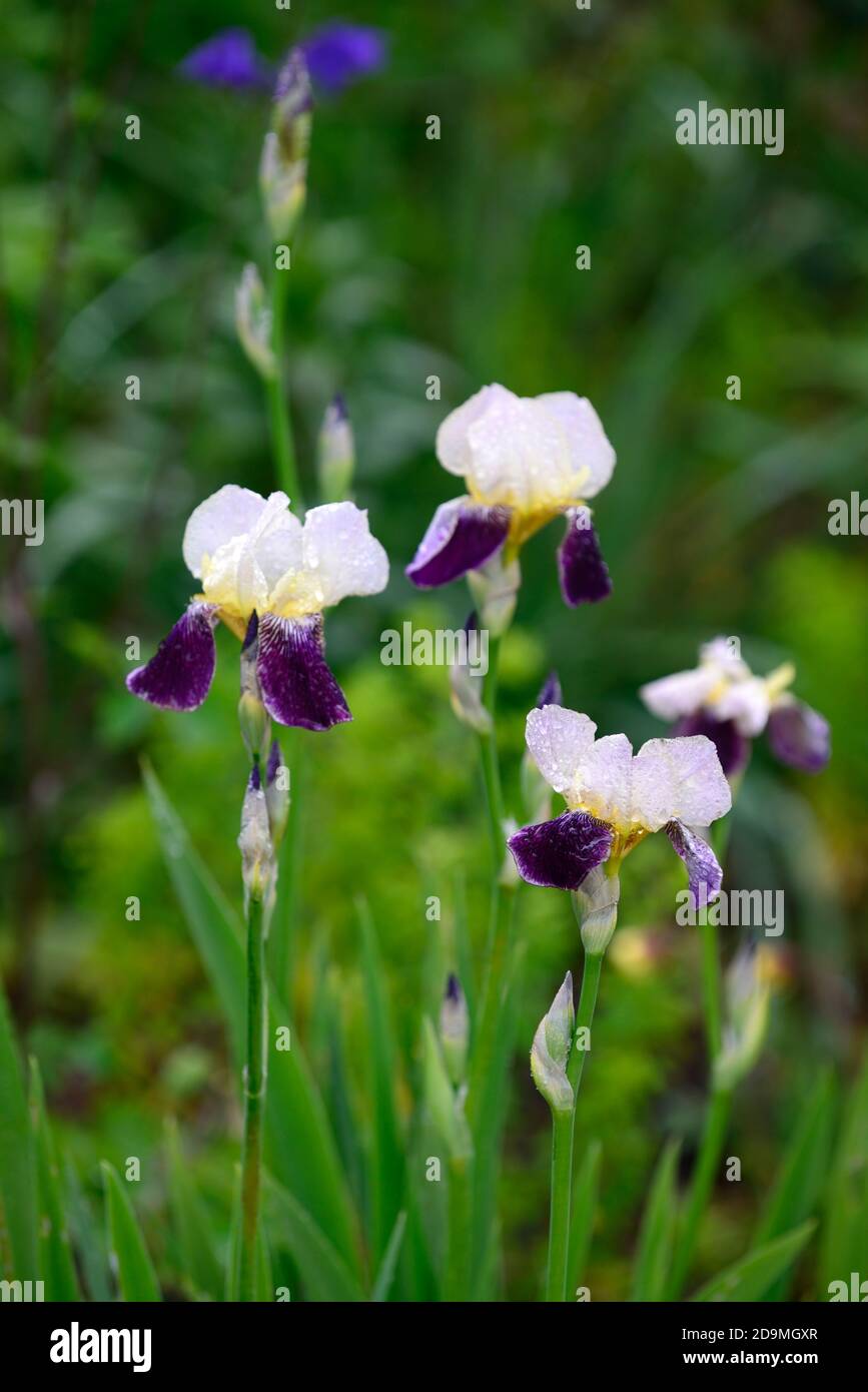 iris,Bearded Iris,Iris germanica,German Iris,Purple Lilac Rust colorato,colorato, Rhizomatous,fioritura,fiori,fiore spike,Spikes,RM Floral Foto Stock