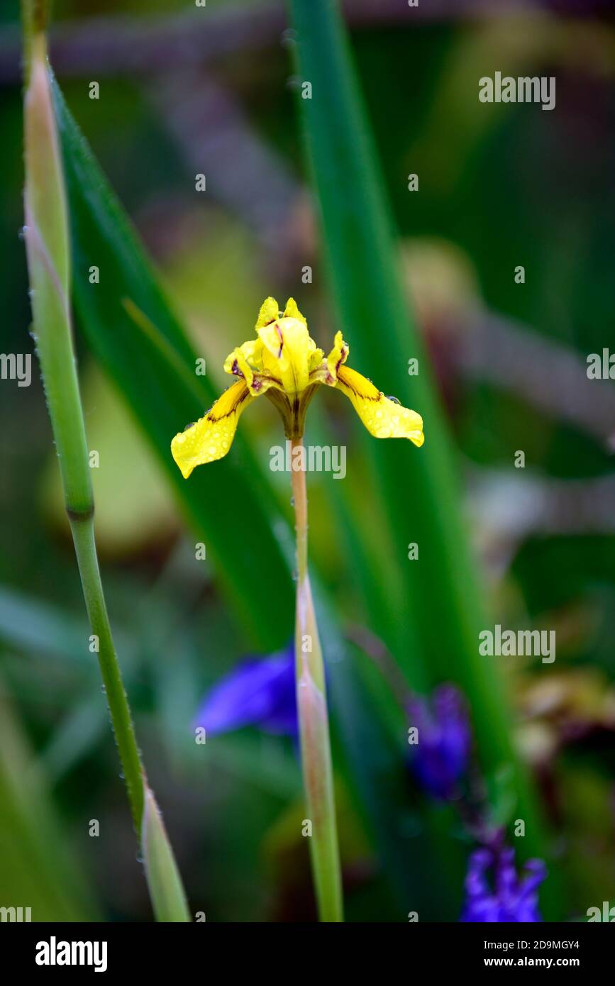 Moraea huttonii,Hutton's Cape tulip,Moraea rivularis,fiori gialli,iride gialli come fiori,fioritura,giglio di pavone,iride africana,iride di farfalla Foto Stock