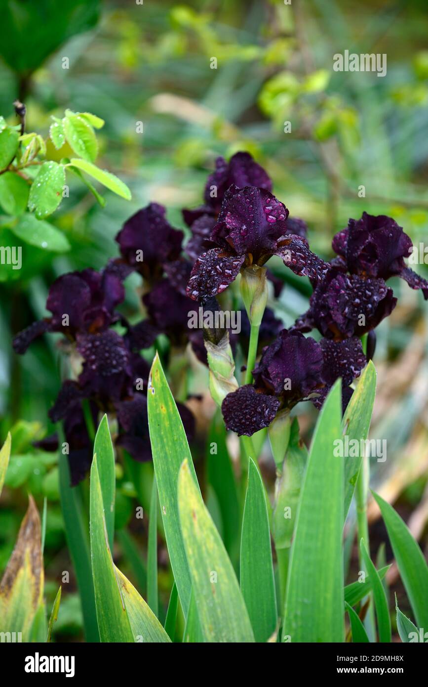 iris,Bearded Iris,Iris germanica,German Iris,viola scuro,quasi nero,nero,molto scuro,,colorato, Rhizomatous,fioritura,fiori,fiore spike,Spikes,RM F. Foto Stock
