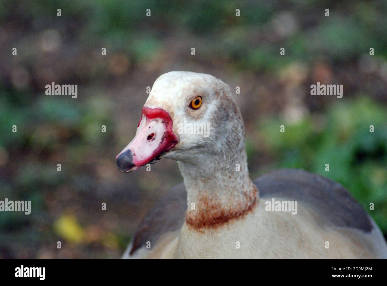 Giovane oca egiziana (Alopochen aegyptiaca), membro della famiglia anatra, oca e cigno. Testa e collo da vicino. Apparso nell'antica arte egiziana Foto Stock