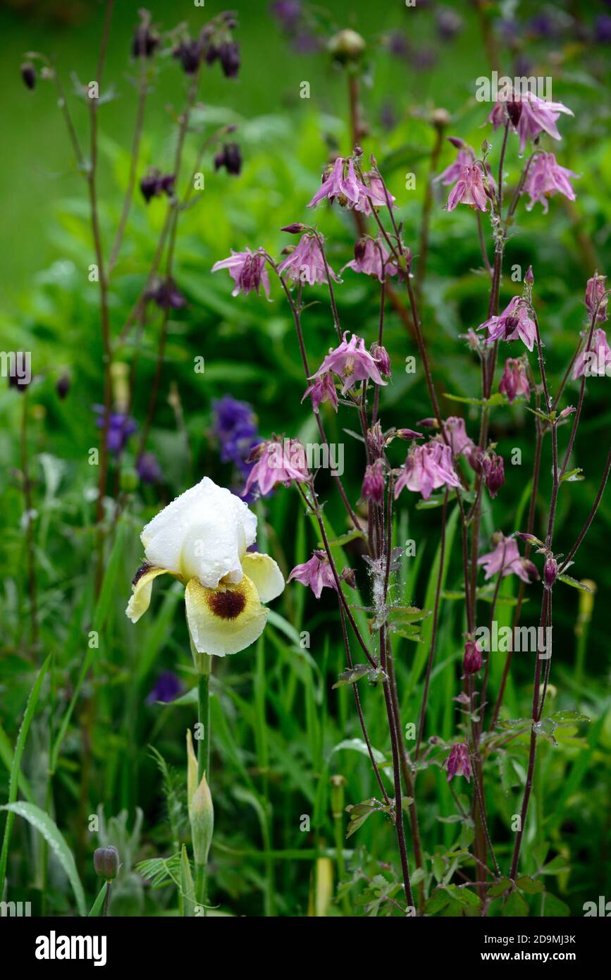 Arilbred Iris,Iris Spirit of Caleb,White standards, Midrib chartreuse giallo; chartreuse giallo cade con bordo bianco distinto, marrone segnali, rosa aquea Foto Stock