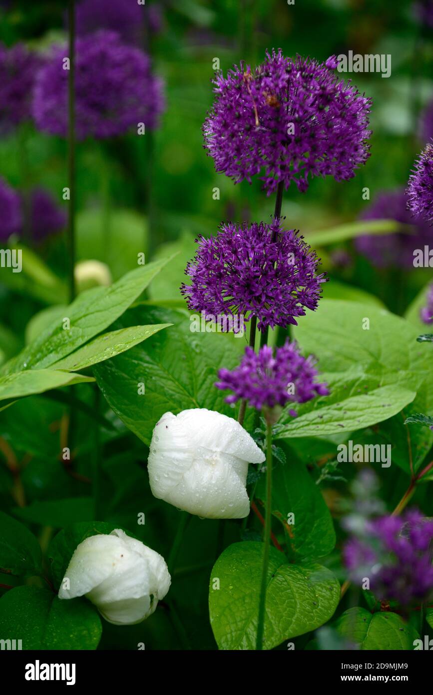 Fiori di pony bianco, sensazione viola Allium, fiori viola, fiori, fiori, fioritura, cipolla ornamentale, allumi, RM Floral Foto Stock