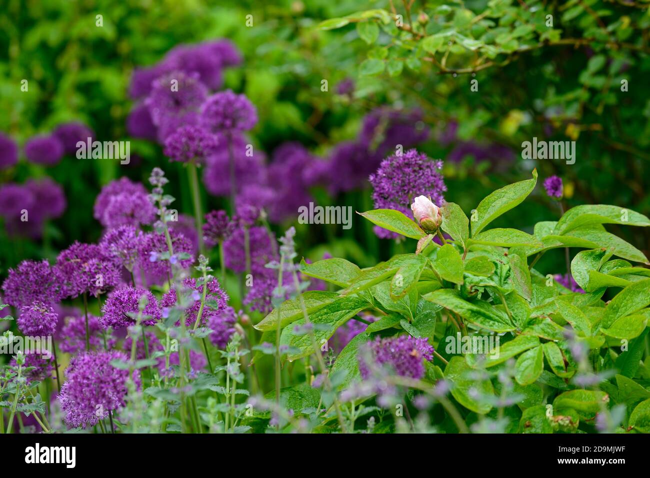 Sensazione viola Allium, fiori viola, fiori, fiori, fioritura, cipolla ornamentale, allumi, RM Floral Foto Stock